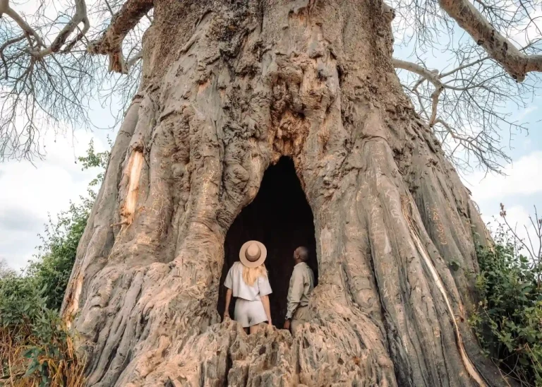 tarangire national park
